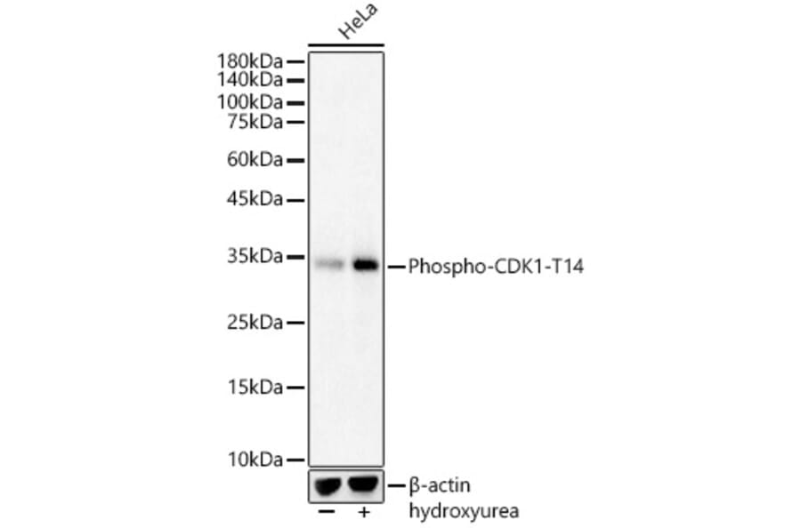 Western Blot - Anti-CDK1 (phospho Thr14) Antibody (A16399) - Antibodies.com