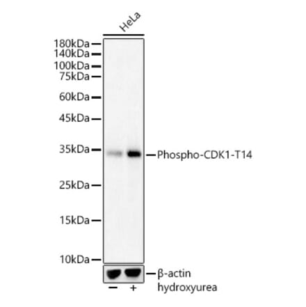 Western Blot - Anti-CDK1 (phospho Thr14) Antibody (A16399) - Antibodies.com