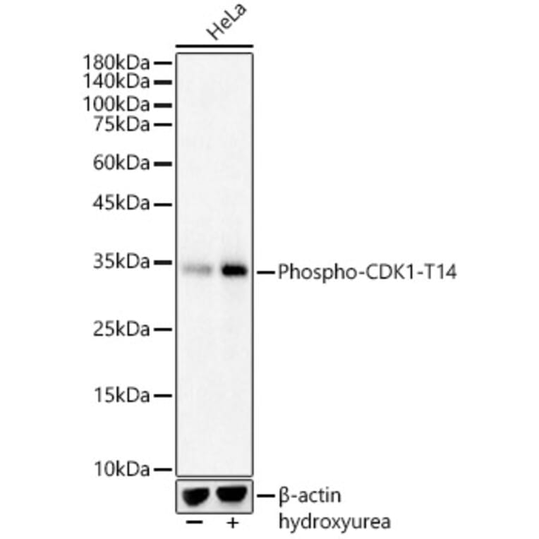 Western Blot - Anti-CDK1 (phospho Thr14) Antibody (A16399) - Antibodies.com