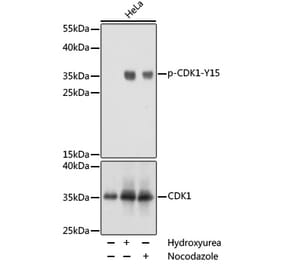 Western Blot - Anti-CDK1 (phospho Tyr15) Antibody (A16400) - Antibodies.com