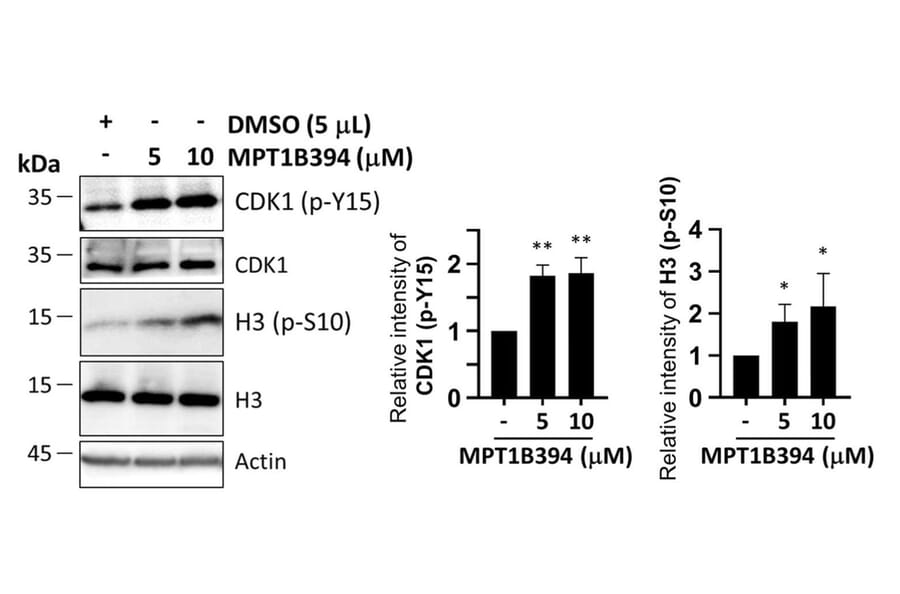 Western Blot - Anti-CDK1 (phospho Tyr15) Antibody (A16400) - Publication