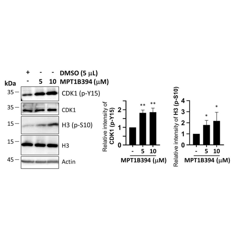 Western Blot - Anti-CDK1 (phospho Tyr15) Antibody (A16400) - Publication