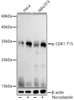 たにひろ様 THP 1ml たにひろ様 THP 1ml THP-1 cells exhibit an M1 macrophage phenotype