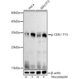 Western Blot - Anti-CDK1 (phospho Tyr15) Antibody (A16400) - Antibodies.com