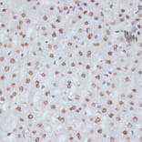 Immunohistochemistry - Anti-CDK1 (phospho Tyr15) Antibody (A16400) - Antibodies.com