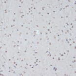 Immunohistochemistry - Anti-CDK1 (phospho Tyr15) Antibody (A16400) - Antibodies.com