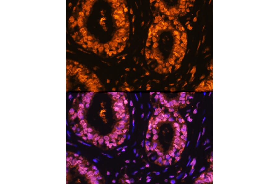 Immunofluorescence - Anti-CDK1 (phospho Tyr15) Antibody (A16400) - Antibodies.com