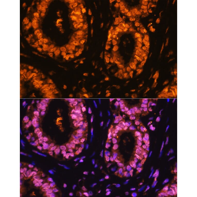 Immunofluorescence - Anti-CDK1 (phospho Tyr15) Antibody (A16400) - Antibodies.com