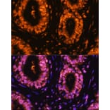 Immunofluorescence - Anti-CDK1 (phospho Tyr15) Antibody (A16400) - Antibodies.com