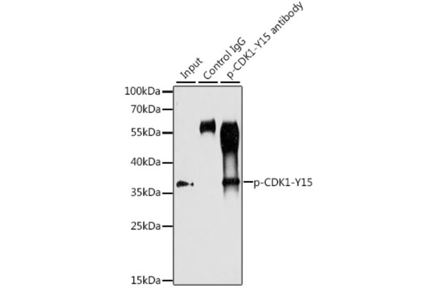 Western Blot - Anti-CDK1 (phospho Tyr15) Antibody (A16400) - Antibodies.com