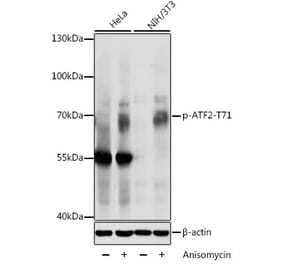 Western Blot - Anti-ATF2 (phospho Thr71) Antibody (A16401) - Antibodies.com