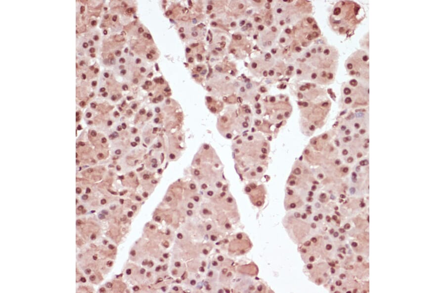 Immunohistochemistry - Anti-ATF2 (phospho Thr71) Antibody (A16401) - Antibodies.com