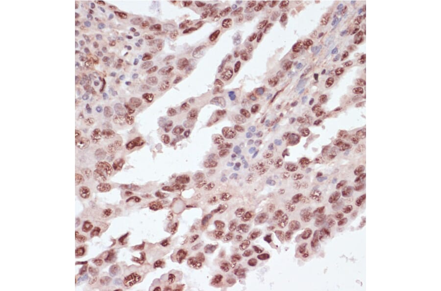 Immunohistochemistry - Anti-ATF2 (phospho Thr71) Antibody (A16401) - Antibodies.com
