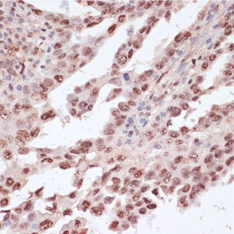 Immunohistochemistry - Anti-ATF2 (phospho Thr71) Antibody (A16401) - Antibodies.com