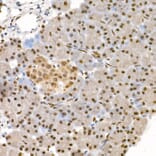 Immunohistochemistry - Anti-eIF4EBP1 (phospho Thr37 + Thr46) Antibody (A16402) - Antibodies.com