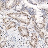 Immunohistochemistry - Anti-eIF4EBP1 (phospho Thr70) Antibody (A16403) - Antibodies.com