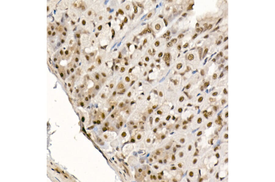 Immunohistochemistry - Anti-eIF4EBP1 (phospho Thr70) Antibody (A16403) - Antibodies.com