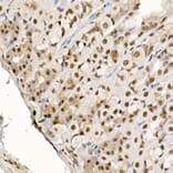 Immunohistochemistry - Anti-eIF4EBP1 (phospho Thr70) Antibody (A16403) - Antibodies.com