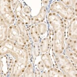 Immunohistochemistry - Anti-eIF4EBP1 (phospho Thr70) Antibody (A16403) - Antibodies.com