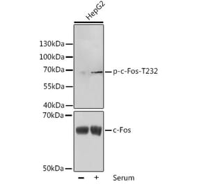Western Blot - Anti-c-Fos (phospho Thr232) Antibody (A16408) - Antibodies.com