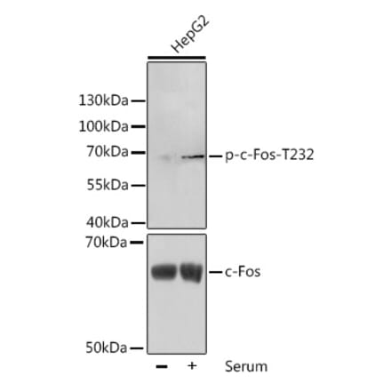 Western Blot - Anti-c-Fos (phospho Thr232) Antibody (A16408) - Antibodies.com