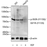 Western Blot - Anti-Insulin Receptor (phospho Tyr1150) + IGF1 Receptor (phospho Tyr1135) Antibody (A16411) - Antibodies.com