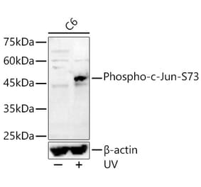 Western Blot - Anti-c-Jun (phospho Ser73) Antibody (A16414) - Antibodies.com