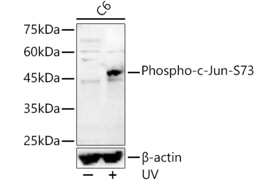 Western Blot - Anti-c-Jun (phospho Ser73) Antibody (A16414) - Antibodies.com