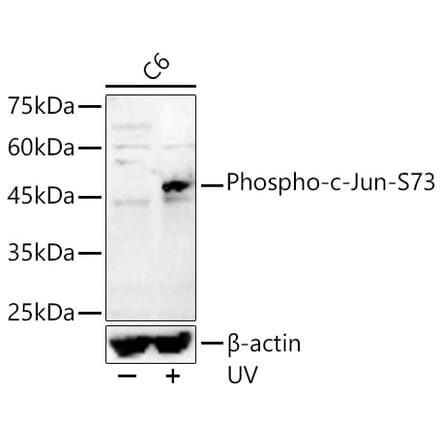 Western Blot - Anti-c-Jun (phospho Ser73) Antibody (A16414) - Antibodies.com
