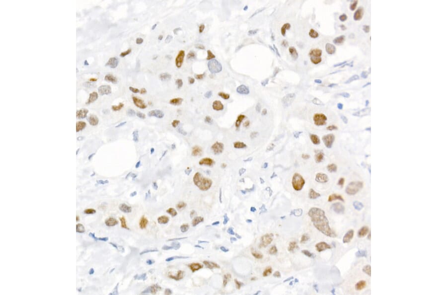 Immunohistochemistry - Anti-c-Jun (phospho Ser73) Antibody (A16414) - Antibodies.com