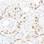 Immunohistochemistry - Anti-c-Jun (phospho Ser73) Antibody (A16414) - Antibodies.com