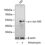 Western Blot - Anti-c-Jun (phospho Ser63) Antibody (A16415) - Antibodies.com