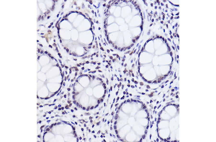 Immunohistochemistry - Anti-c-Jun (phospho Ser243) Antibody (A16416) - Antibodies.com