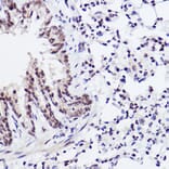 Immunohistochemistry - Anti-c-Jun (phospho Ser243) Antibody (A16416) - Antibodies.com