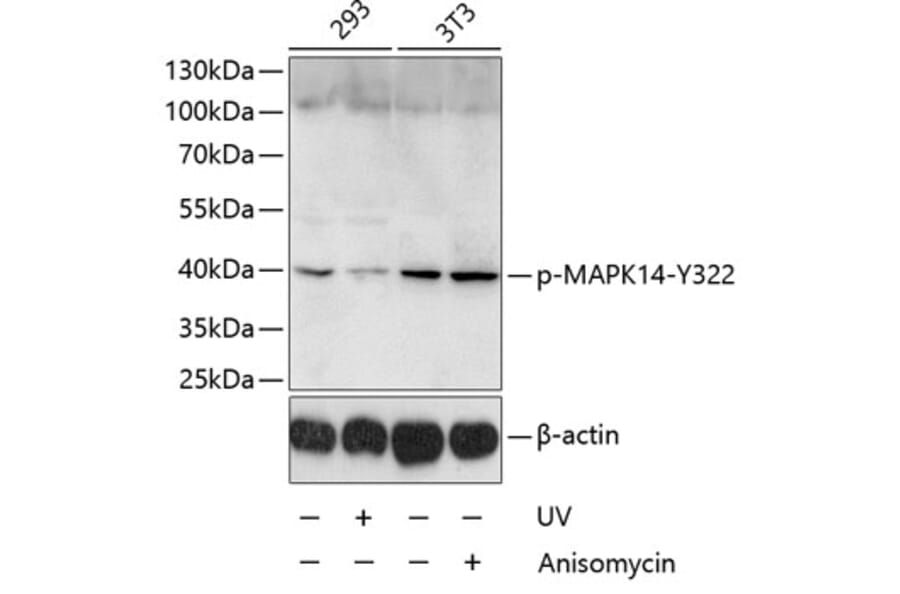 Western Blot - Anti-MAPK14 (phospho Y322) Antibody (AP0055) - Antibodies.com