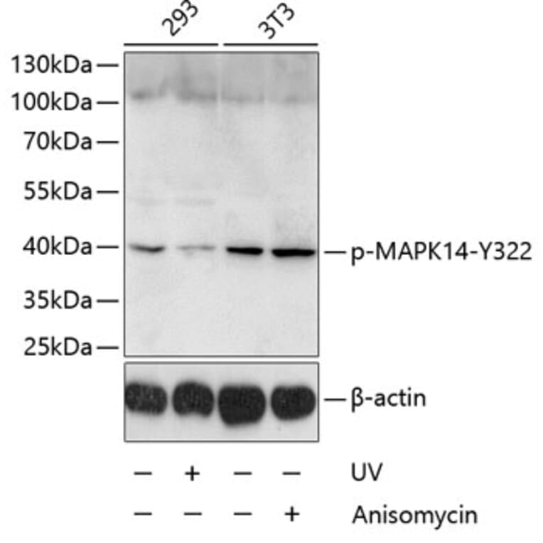 Western Blot - Anti-MAPK14 (phospho Y322) Antibody (AP0055) - Antibodies.com