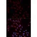 Immunofluorescence - Anti-MAPK14 (phospho Y322) Antibody (AP0055) - Antibodies.com