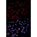 Immunofluorescence - Anti-MAPK14 (phospho T180) Antibody (AP0056) - Antibodies.com