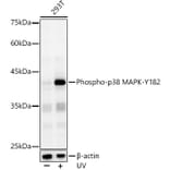 Western Blot - Anti-p38 alpha/MAPK14 (phospho Tyr182) Antibody (A16420) - Antibodies.com