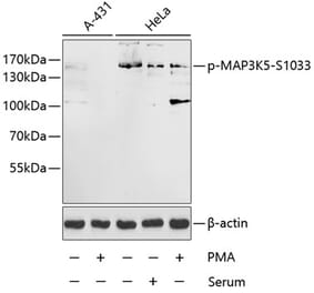 Western Blot - Anti-ASK1 (phospho Ser1033) Antibody (A16421) - Antibodies.com