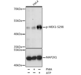 Western Blot - Anti-MEK1 (phospho Ser298) Antibody (A16425) - Antibodies.com