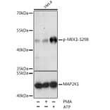 Western Blot - Anti-MEK1 (phospho Ser298) Antibody (A16425) - Antibodies.com