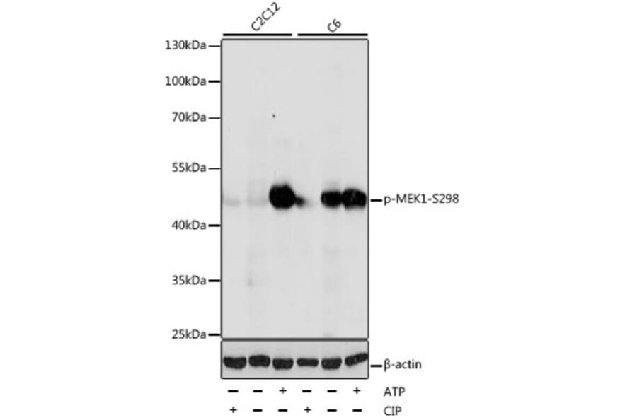 Western Blot - Anti-MEK1 (phospho Ser298) Antibody (A16425) - Antibodies.com