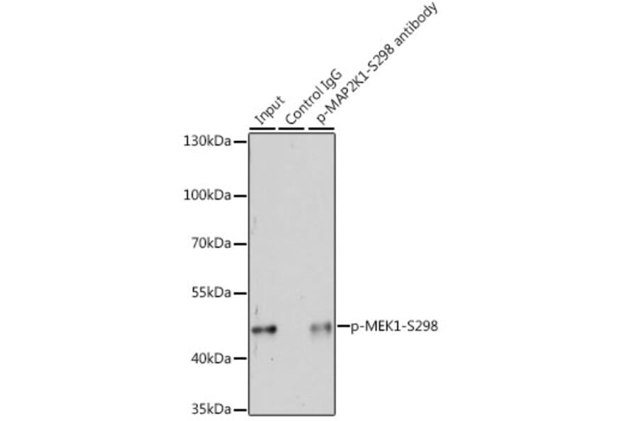 Western Blot - Anti-MEK1 (phospho Ser298) Antibody (A16425) - Antibodies.com
