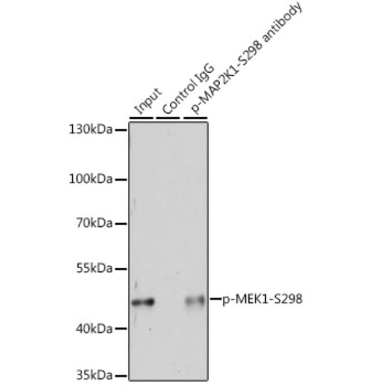 Western Blot - Anti-MEK1 (phospho Ser298) Antibody (A16425) - Antibodies.com