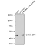 Western Blot - Anti-MEK1 (phospho Ser298) Antibody (A16425) - Antibodies.com