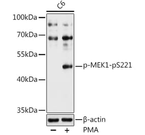 Western Blot - Anti-MEK1 (phospho Ser221) Antibody (A16426) - Antibodies.com