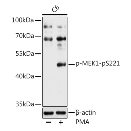 Western Blot - Anti-MEK1 (phospho Ser221) Antibody (A16426) - Antibodies.com