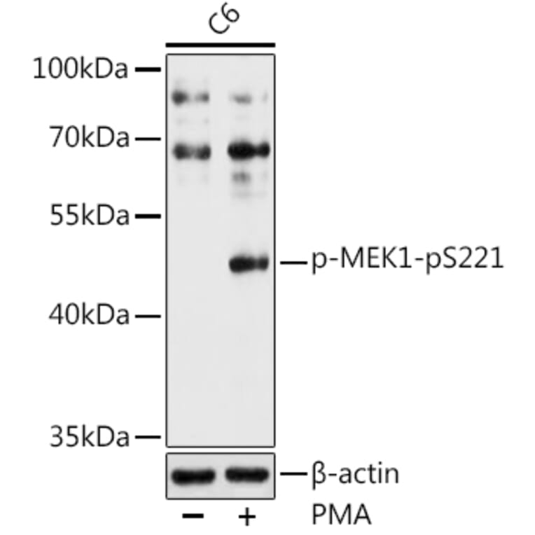Western Blot - Anti-MEK1 (phospho Ser221) Antibody (A16426) - Antibodies.com