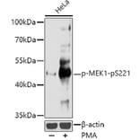 Western Blot - Anti-MEK1 (phospho Ser221) Antibody (A16426) - Antibodies.com